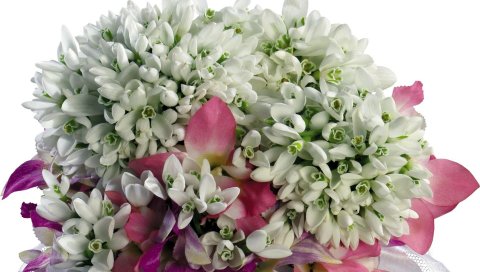 Подснежники, цветы, белый, цветок, первоцвет, весна