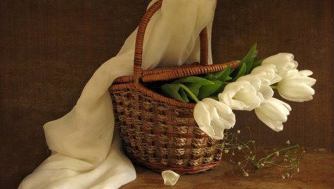 Тюльпаны, цветы, белый, цветок, корзина, весна, шарф