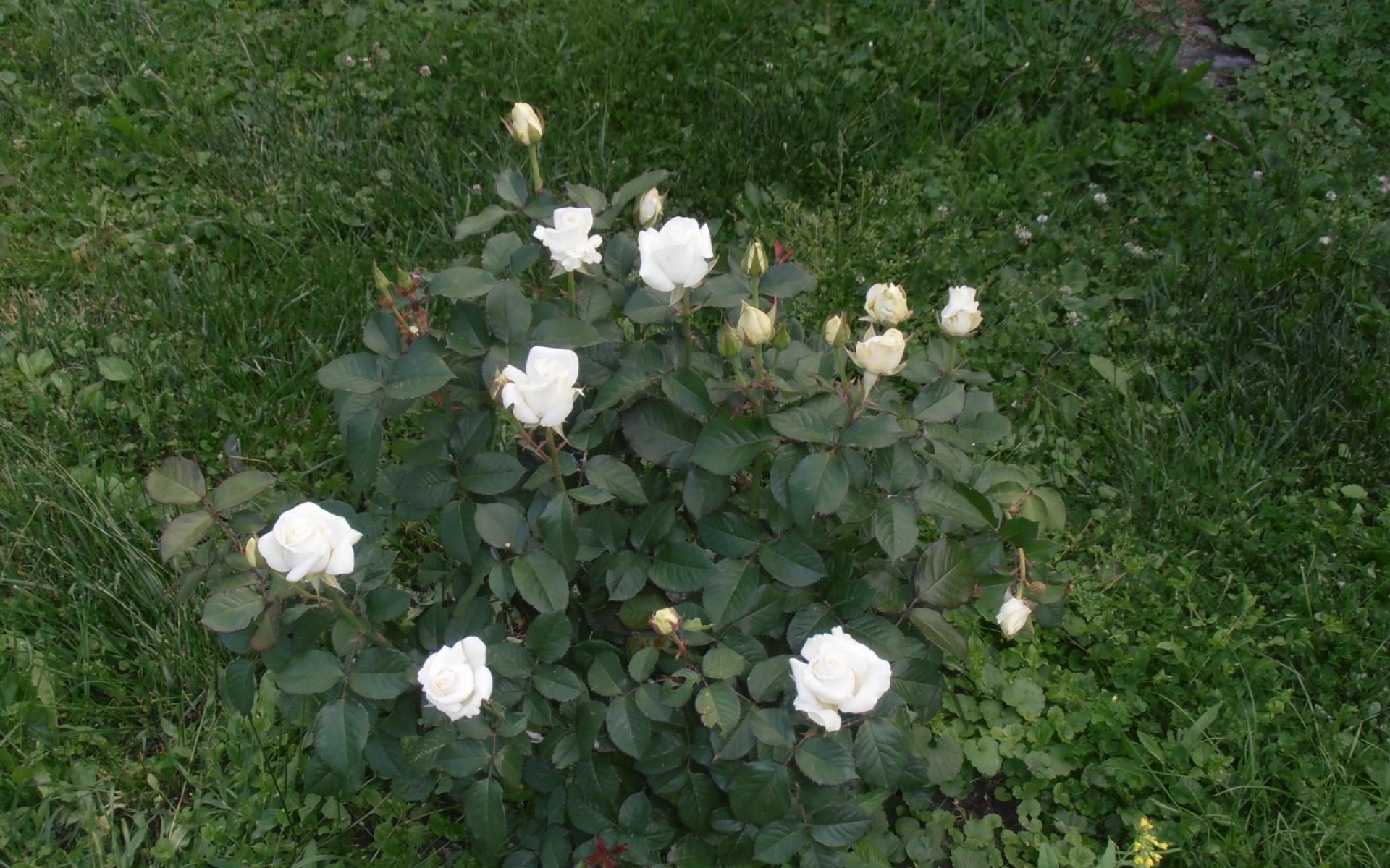 Картинки Розы, цветы, белый, кустарник, зелень, сад фото и обои на рабочий стол