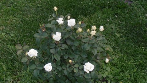 Розы, цветы, белый, кустарник, зелень, сад