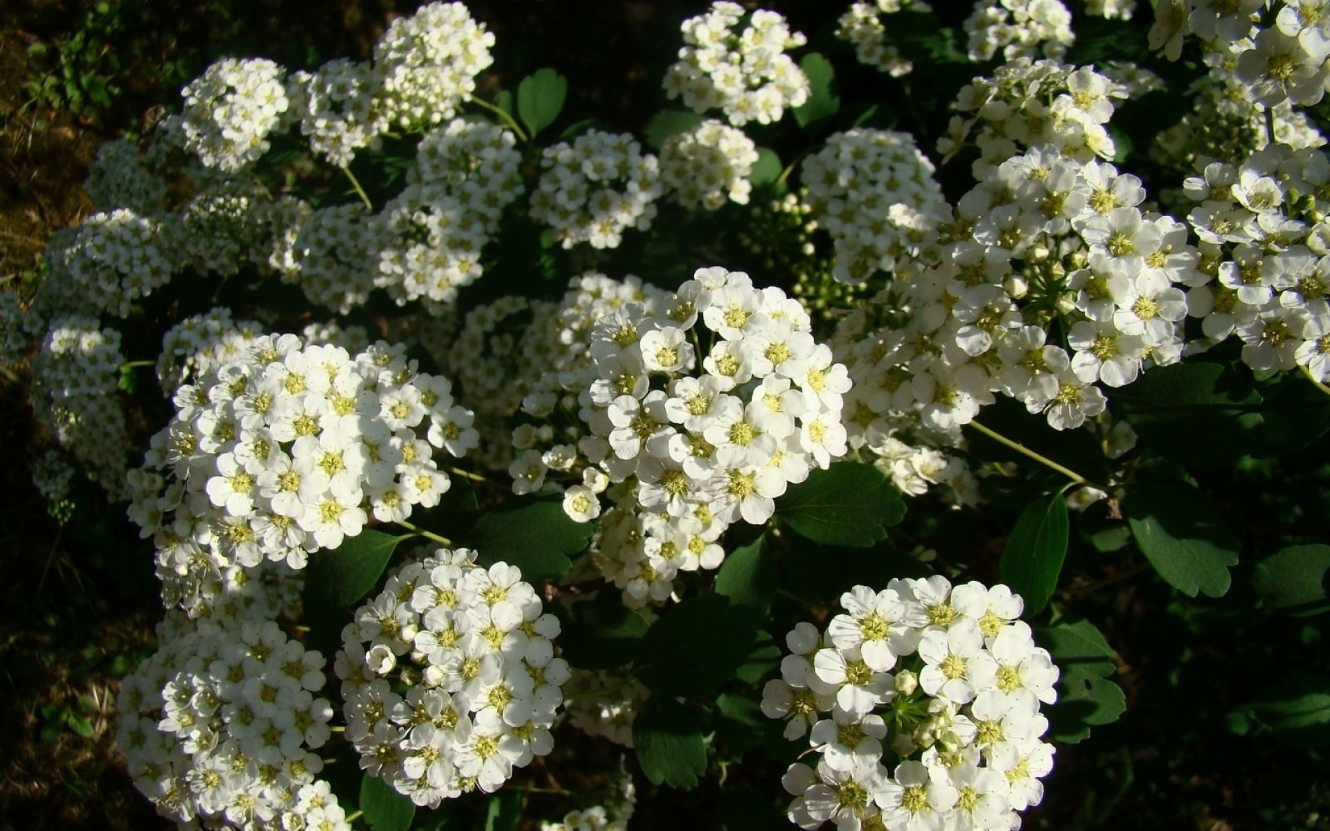 Кусты 4 буквы. Alyssum кустарника.. Evergreen Candytuft Bush растение. Куст с мелкими цветочками. Кустик с белыми цветочками.