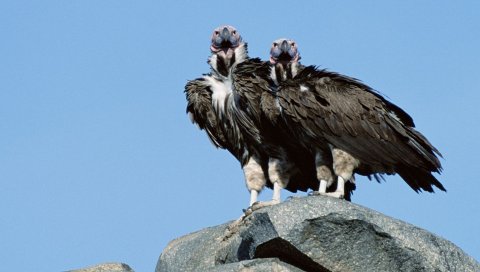 Стервятники, птицы, хищники, камень