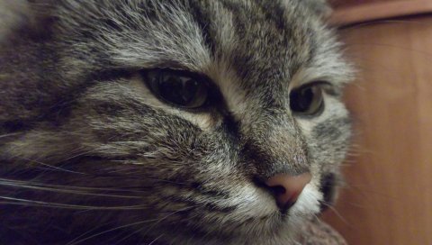 Кошка, лицо, глаза, печаль