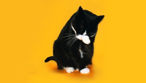 Кошка, лапа, морда, лизание