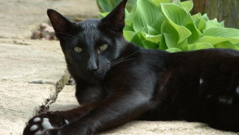 Кошка, темные, листья,