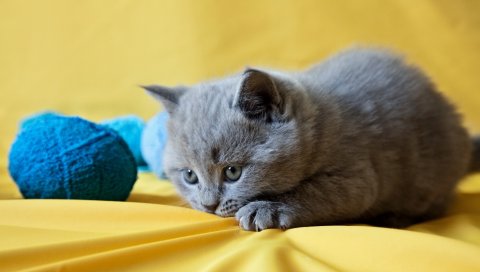 Котенок, мяч, игривый