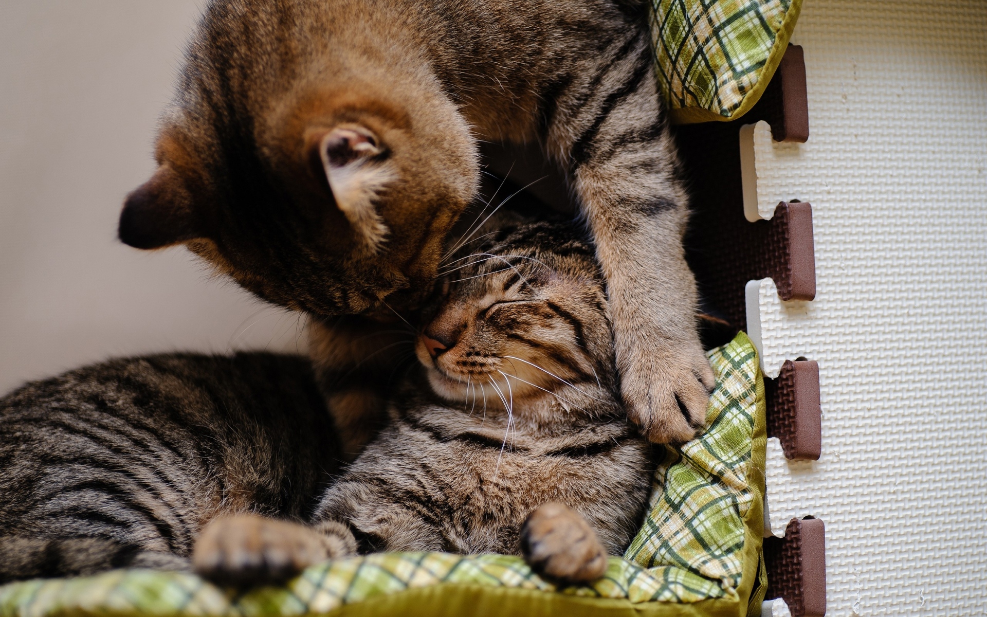 Картинки Кошка, котенок, фото и обои на рабочий стол