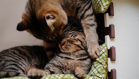Кошка, котенок,