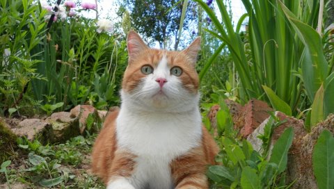 Кошка, пятнистая, трава, толстая