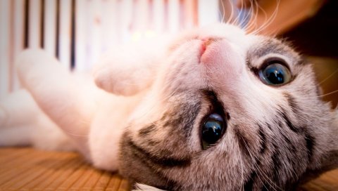 Кошка, лицо, ложь, глаза