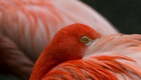 Фламинго, глаза, перья