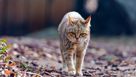 Кот, прогулка, листья, тонкие