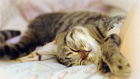 Кошка, лежа, игривая, мечта