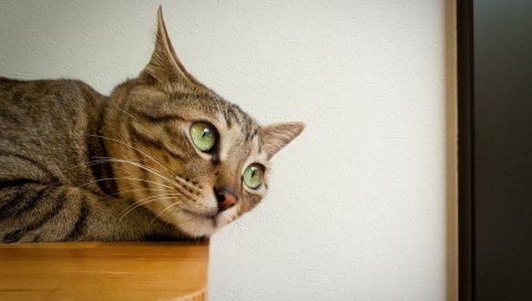 Кошка, лицо, глаза, печаль, жалость