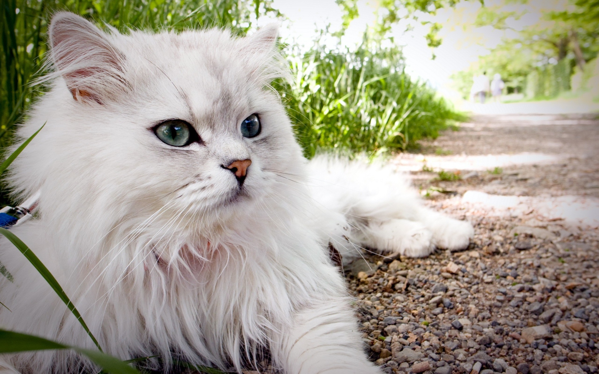 Картинки Кошка, пушистая, красивая, ложь фото и обои на рабочий стол