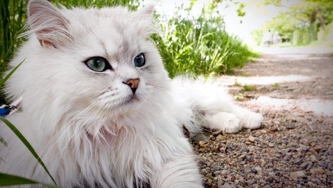 Кошка, пушистая, красивая, ложь