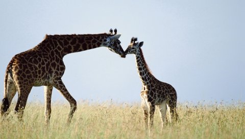 жирафа,