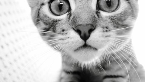 Кошка, лицо, глаза, черный белый