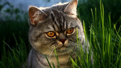 Кошка, трава, лицо, скрыть