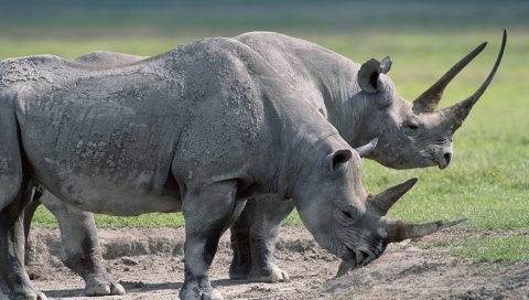 Носороги, пар, большие,