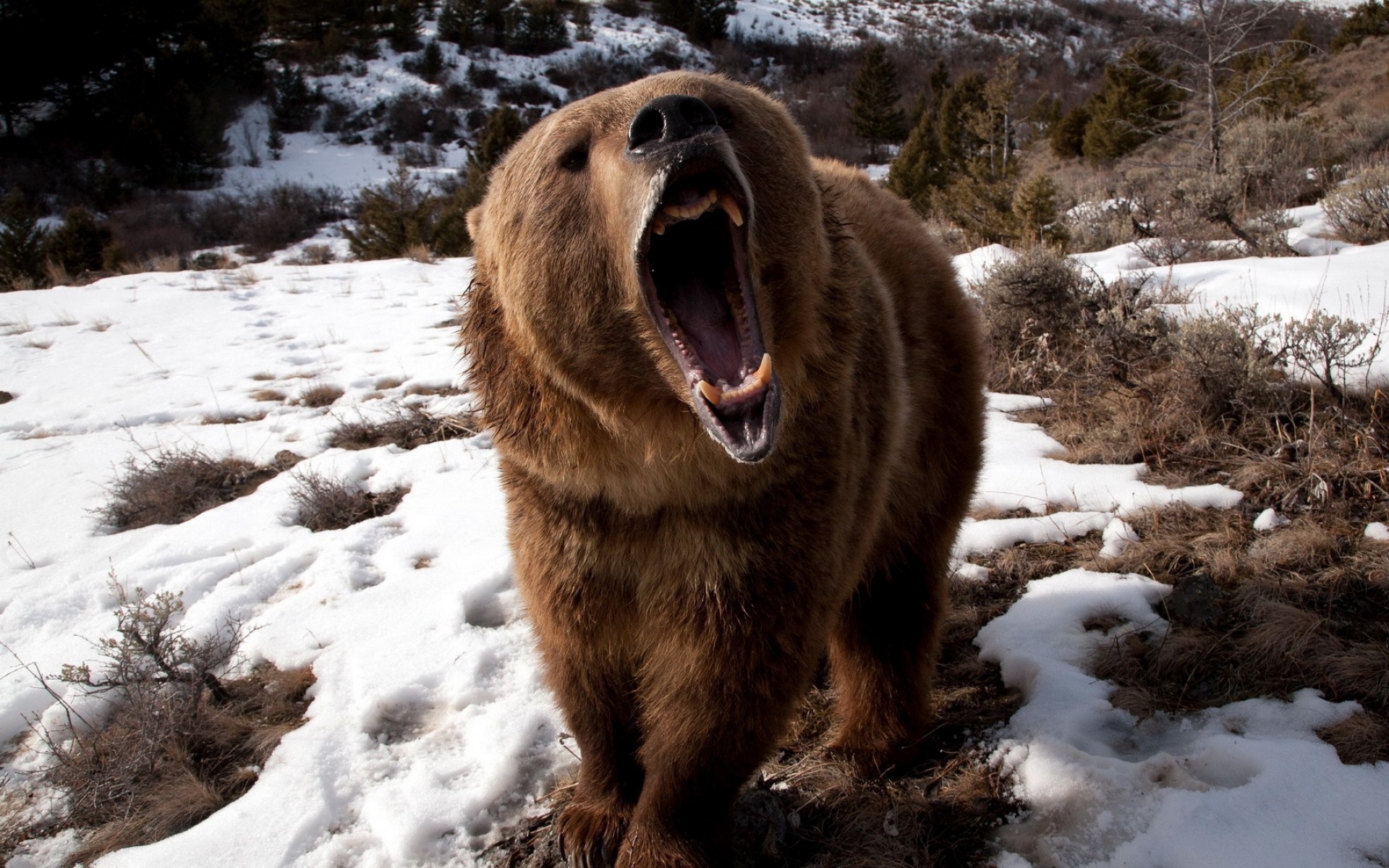 Картинки Медведь, зубы, сердитый, снег, коричневый, зима фото и обои на рабочий стол