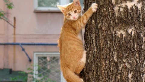 Кошка, дерево, туловище, обход