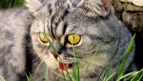 Кошка, лицо, язык, прекрасный, чистокровный