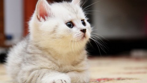 Котенок, пушистый, лицо, ребенок, игривый