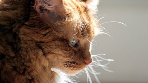 Кошка, профиль, лицо, пушистый, светлый