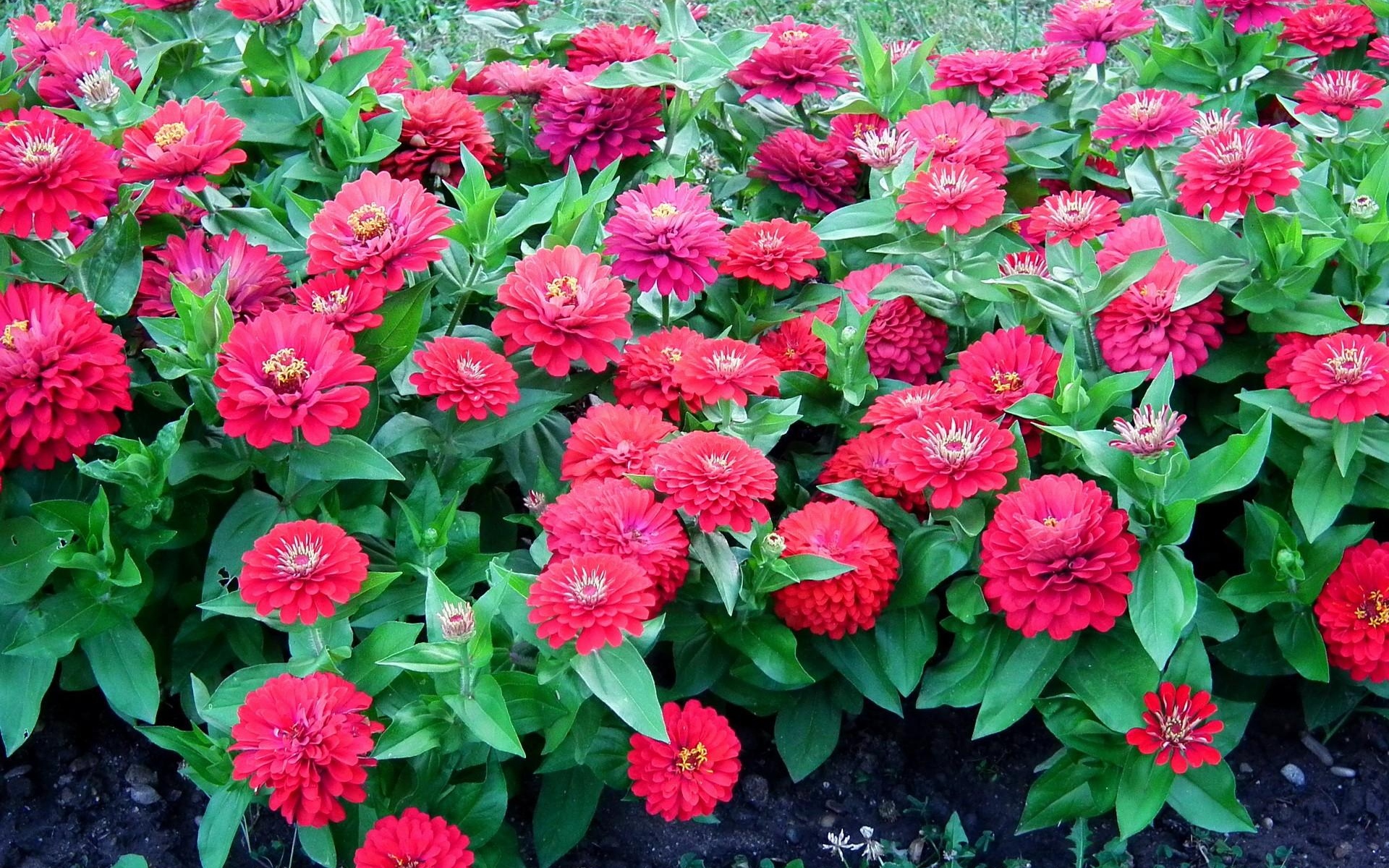 Картинки Zinnias, цветы, красочные, клумбы, зеленый фото и обои на рабочий стол