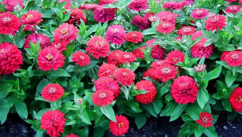 Zinnias, цветы, красочные, клумбы, зеленый
