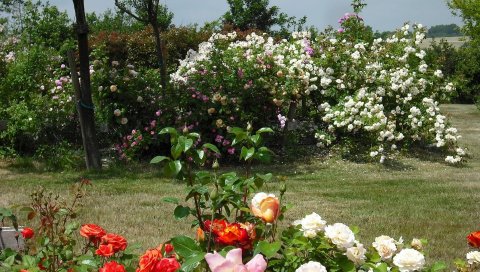 Розы, цветы, кустарники, сад, парк, газон