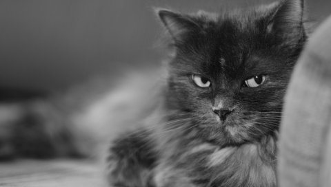 Кошка, морда, кусты, черный белый, большой