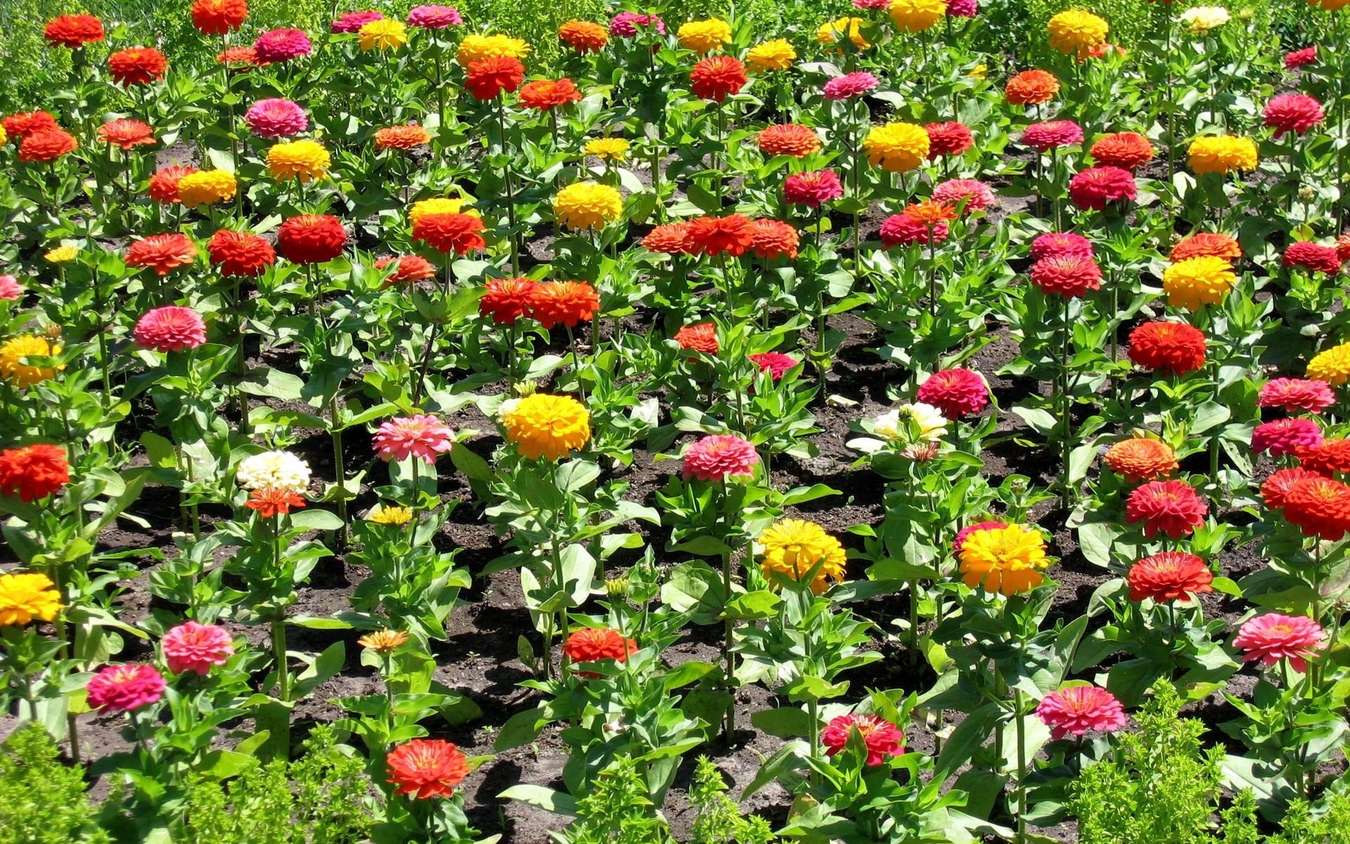 Картинки Zinnia, flower, flowerbed, зеленый, солнечный, красочный фото и обои на рабочий стол