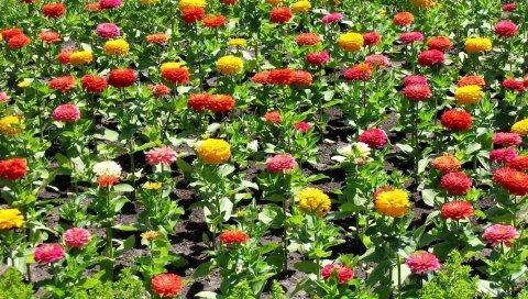 Zinnia, flower, flowerbed, зеленый, солнечный, красочный