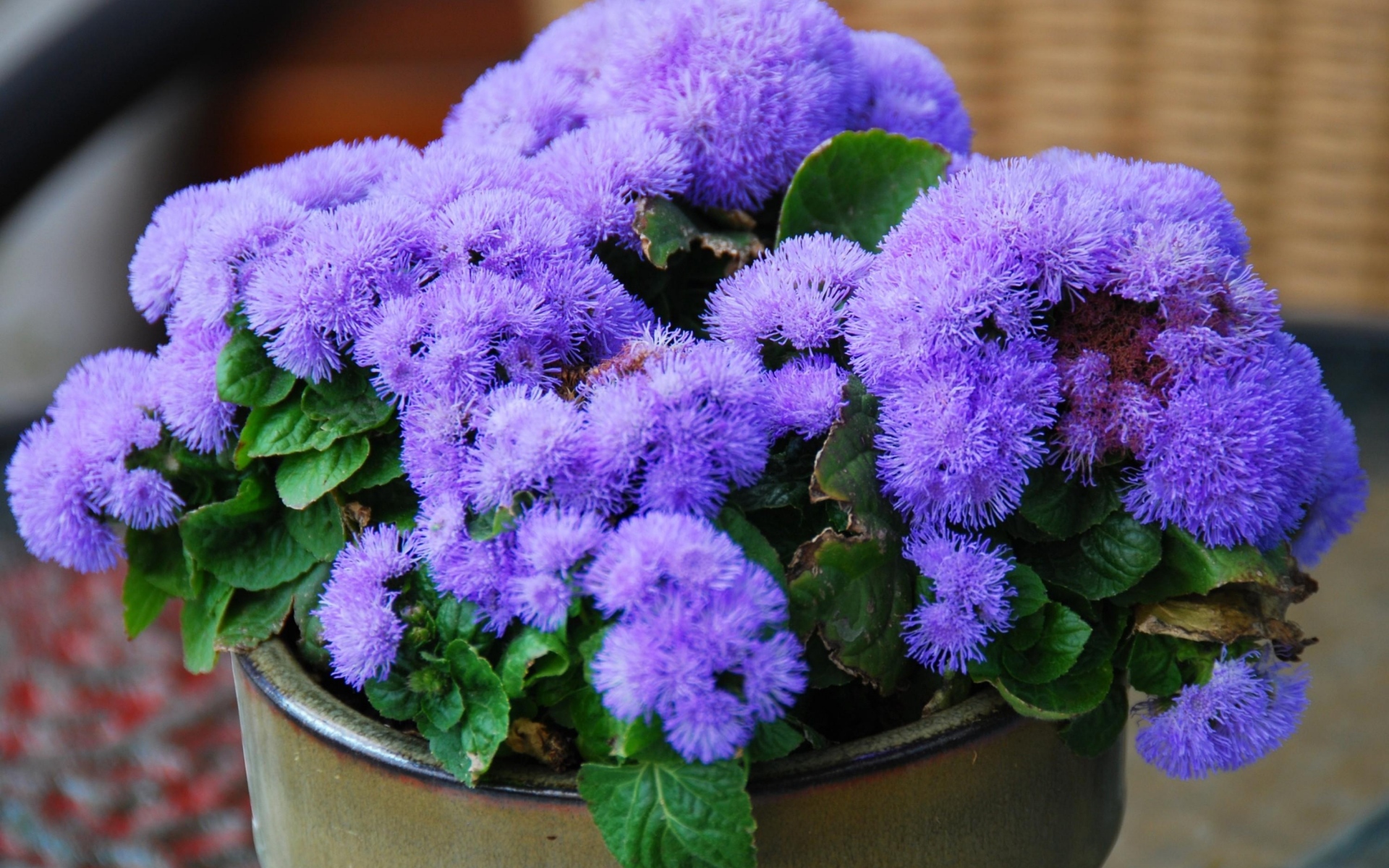 Картинки Ageratum, цветок, пушистый, листья, горшок фото и обои на рабочий стол