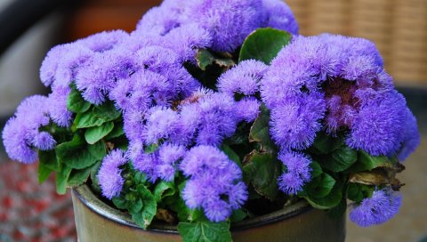 Ageratum, цветок, пушистый, листья, горшок