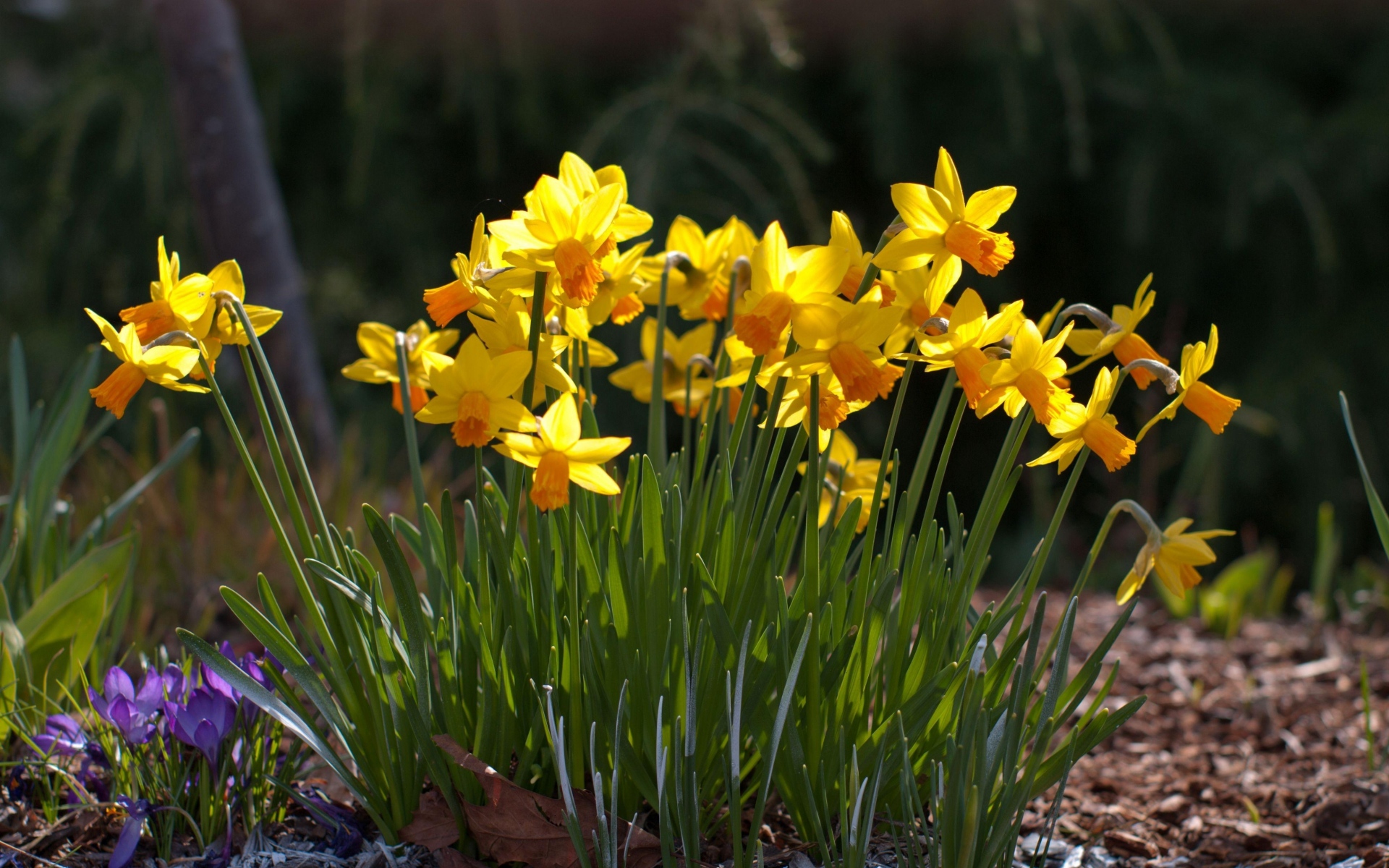 Картинки Нарциссы, крокусы, цветы, весна, солнечный, луг фото и обои на рабочий стол