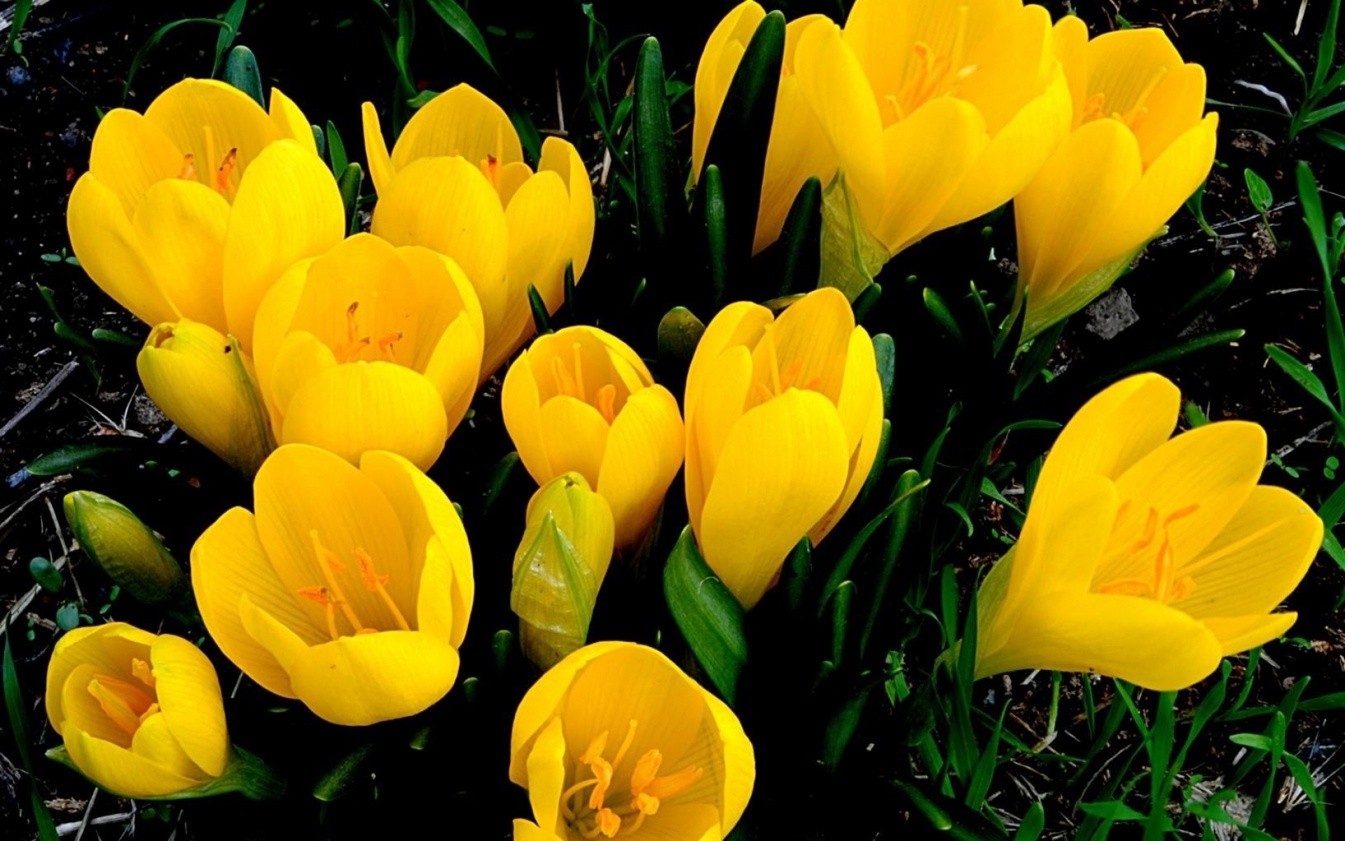Желтые цветы ранней весной фото. Крокус Йеллоу. Желтые первоцветы крокусы. Цветы первоцветы желтые крокусы. Крокус желтый цветок.