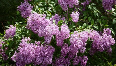 Сирени, цветение, кустарники, веточки, травы, весна