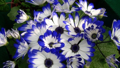 Cineraria, цветок, яркий, красочный, красота
