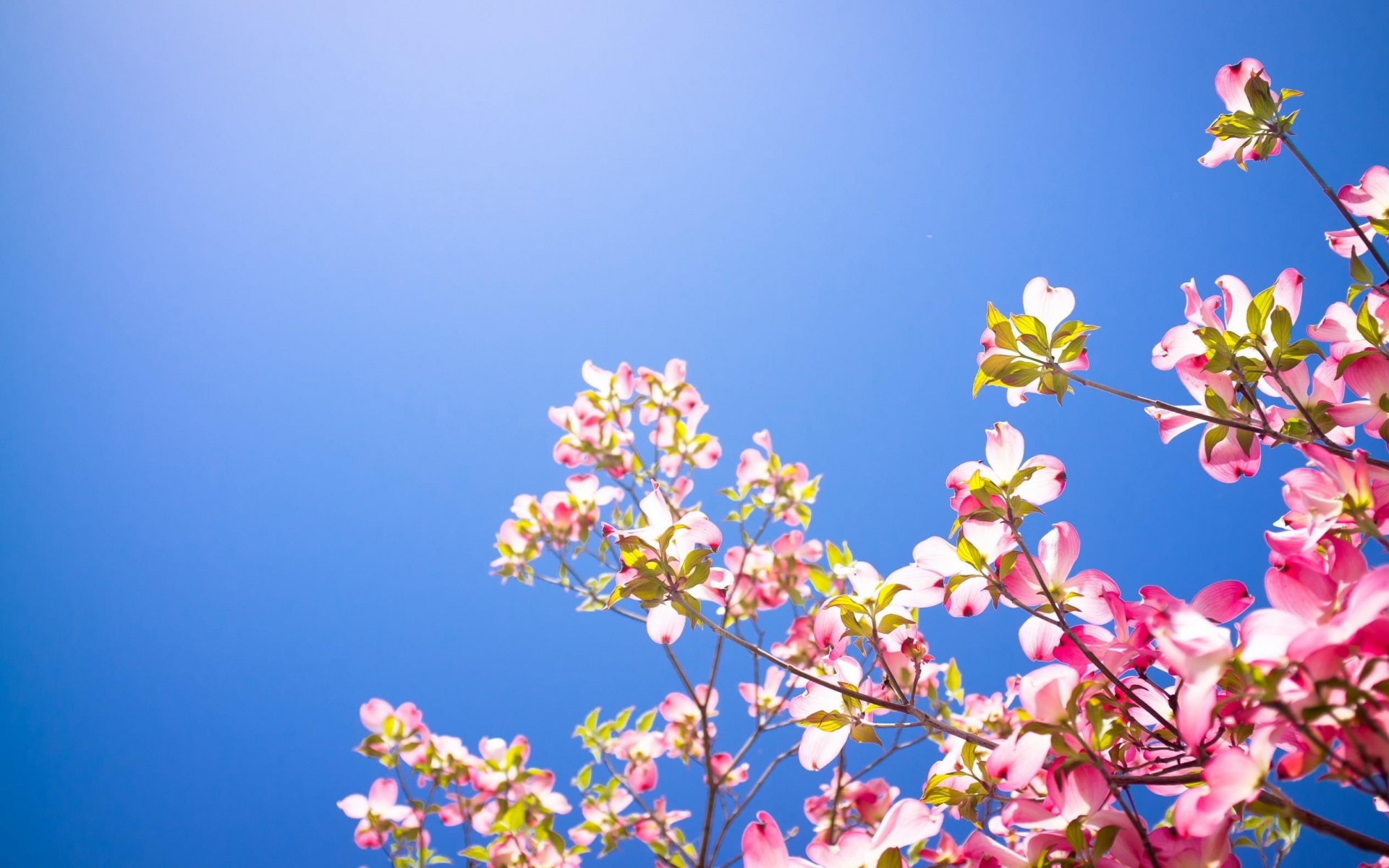 Картинки Кизил, цветение, ветви, зеленый, небо фото и обои на рабочий стол