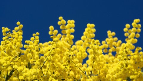 Мимоза, веточки, желтый, пушистый, крупный план, небо