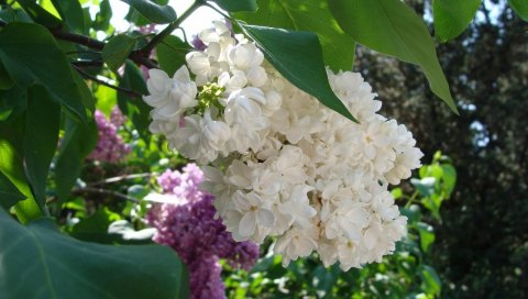 Лиловая, цветущая, ветка, куст, весна