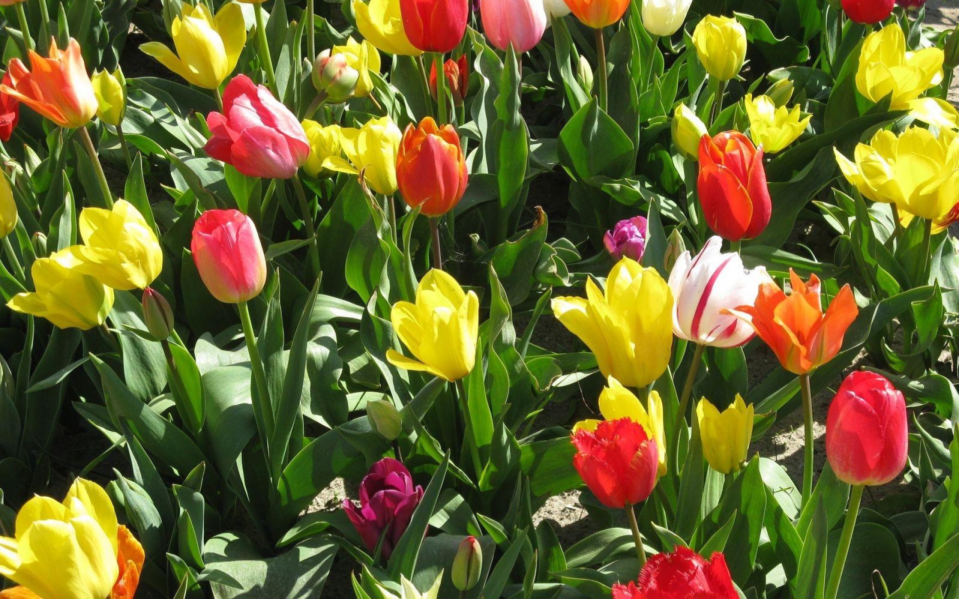 Картинки Тюльпаны, цветы, яркие, весенние, солнечные, клумбы, положительные фото и обои на рабочий стол