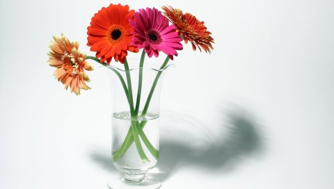 Гербера, цветы, четыре, ваза, тень