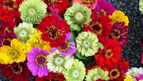 Zinnias, цветы, яркие, разные, красочные