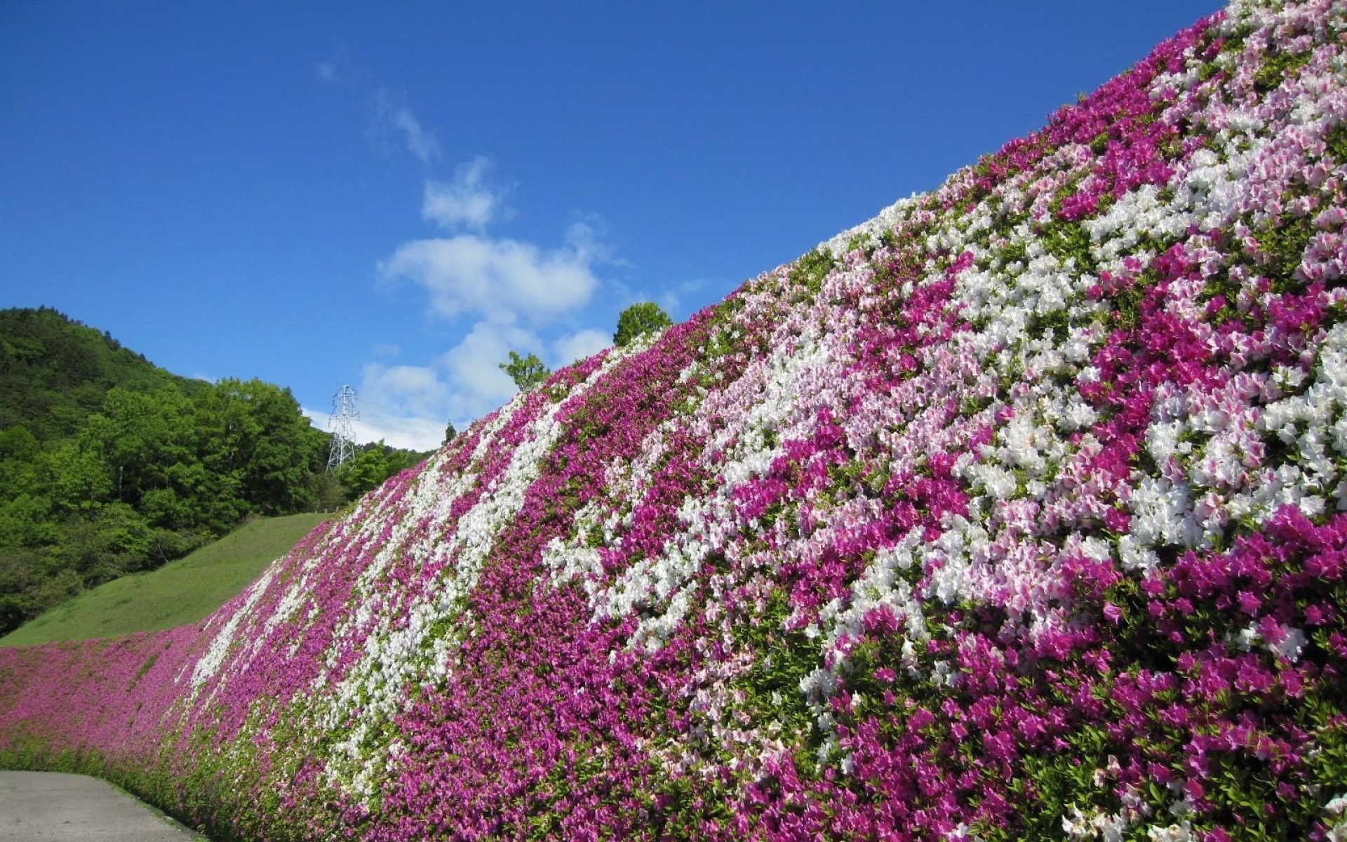 Картинки Рододендрон, цветение, кустарники, стена, парк, Япония фото и обои на рабочий стол