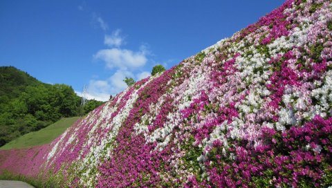 Рододендрон, цветение, кустарники, стена, парк, Япония