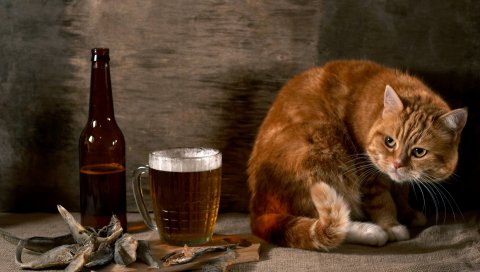 Кошка, пиво, стекло, наблюдение, натюрморт